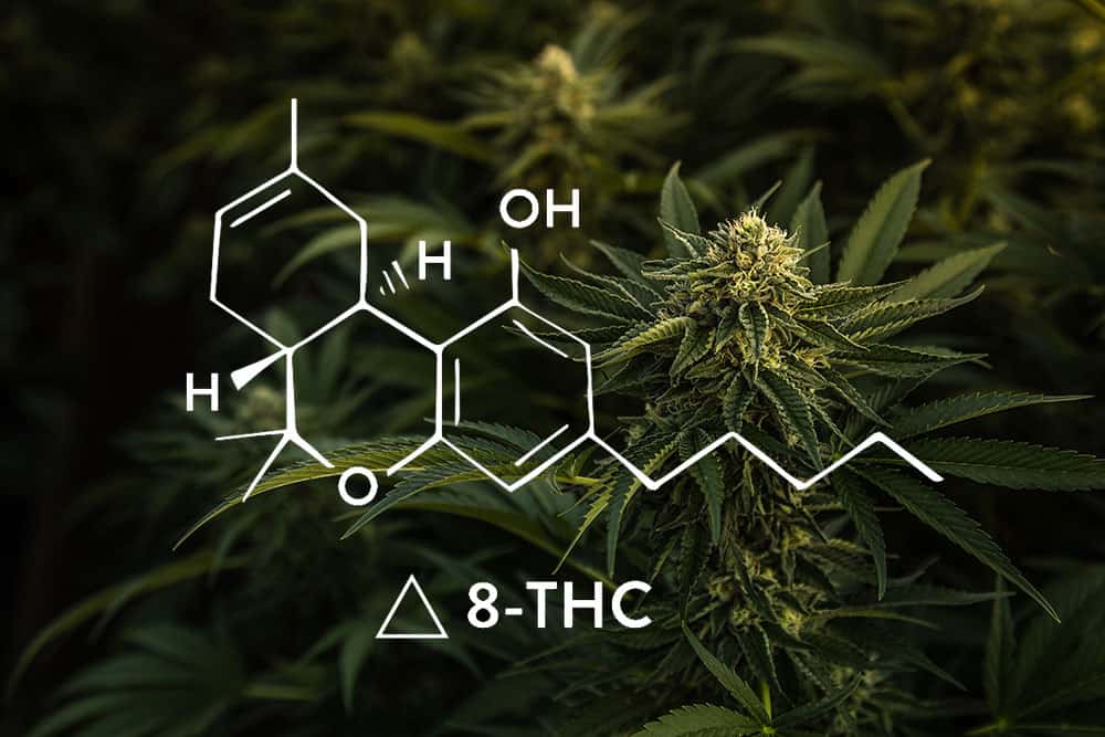 Delta-8 THC Products- Everything You Need to Know About the Latest Cannabinoid on the Scene. Delta-8 THC Products: Everything You Need to Know About the Latest Cannabinoid on the Scene.